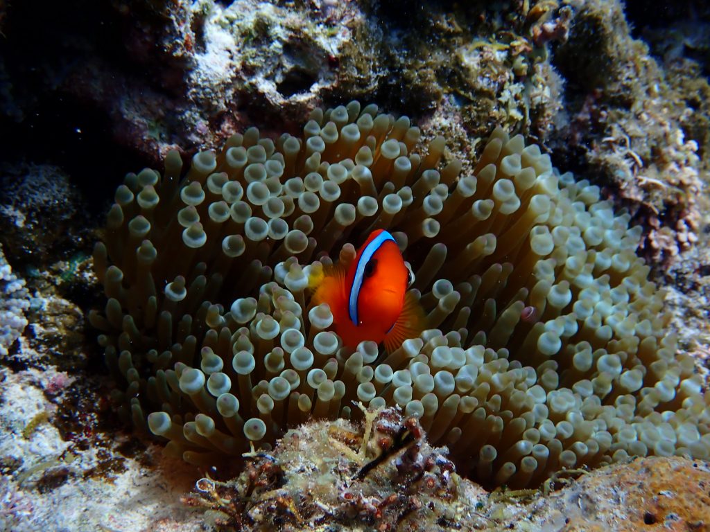 p7290404