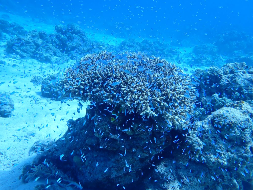 p7310009