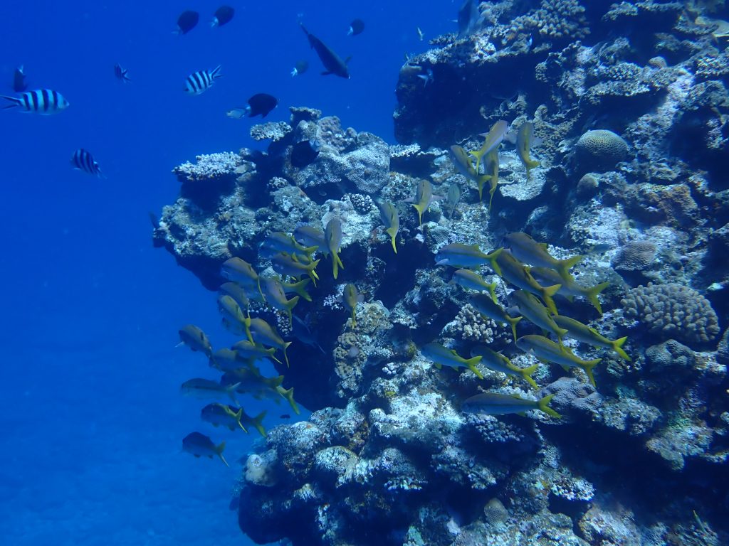 p7310097