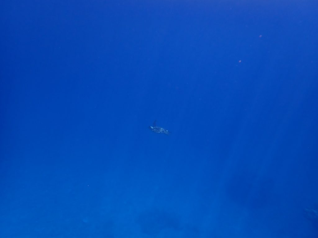 p7310099