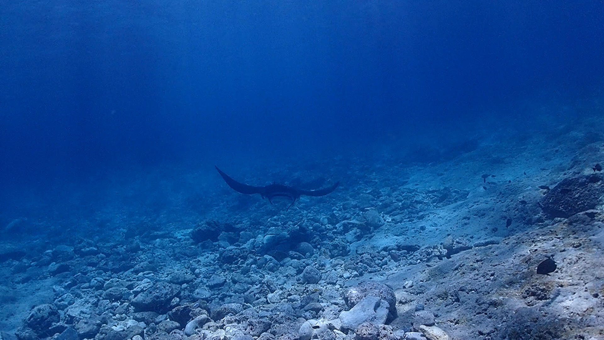manta