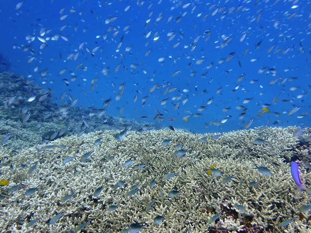 魚影の濃い(恋)?1日でした~、スズメダイ👀万歳!!