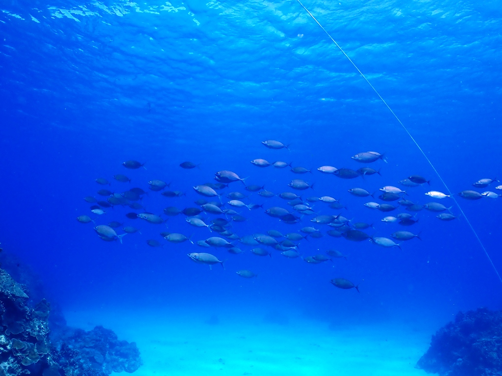 黄昏のモンツキカエルウオ👀