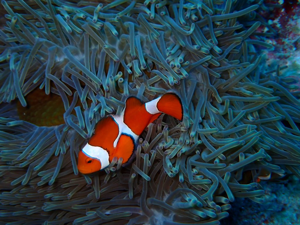 p8190246