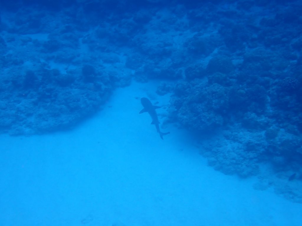 p8190317