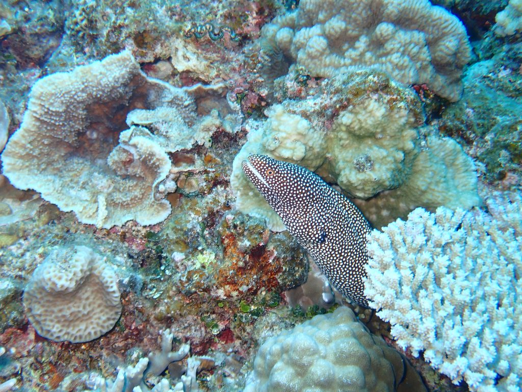 p8190324