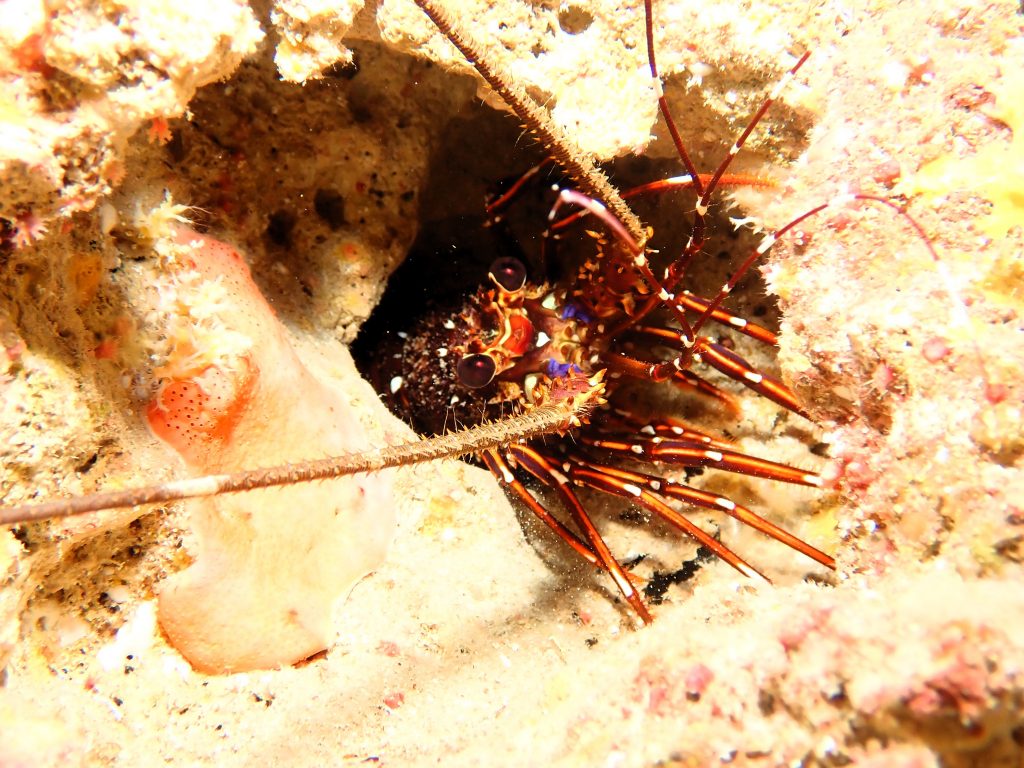 p8290026