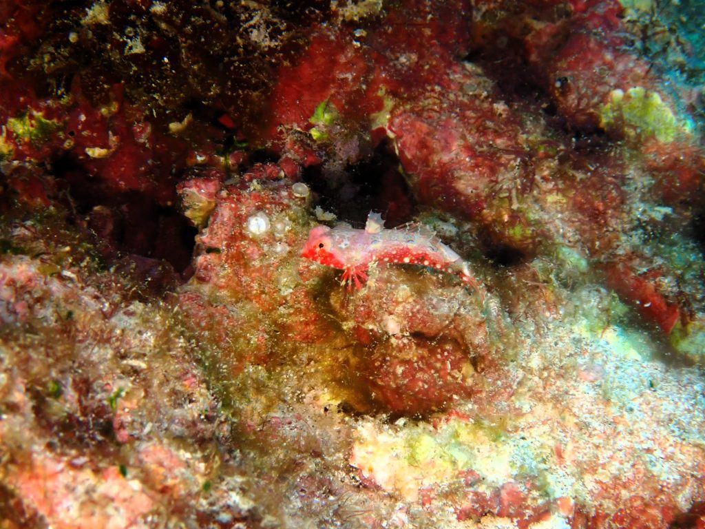 p8290299