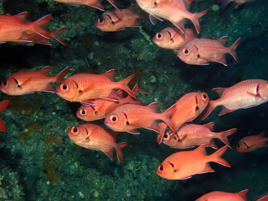 p8290327
