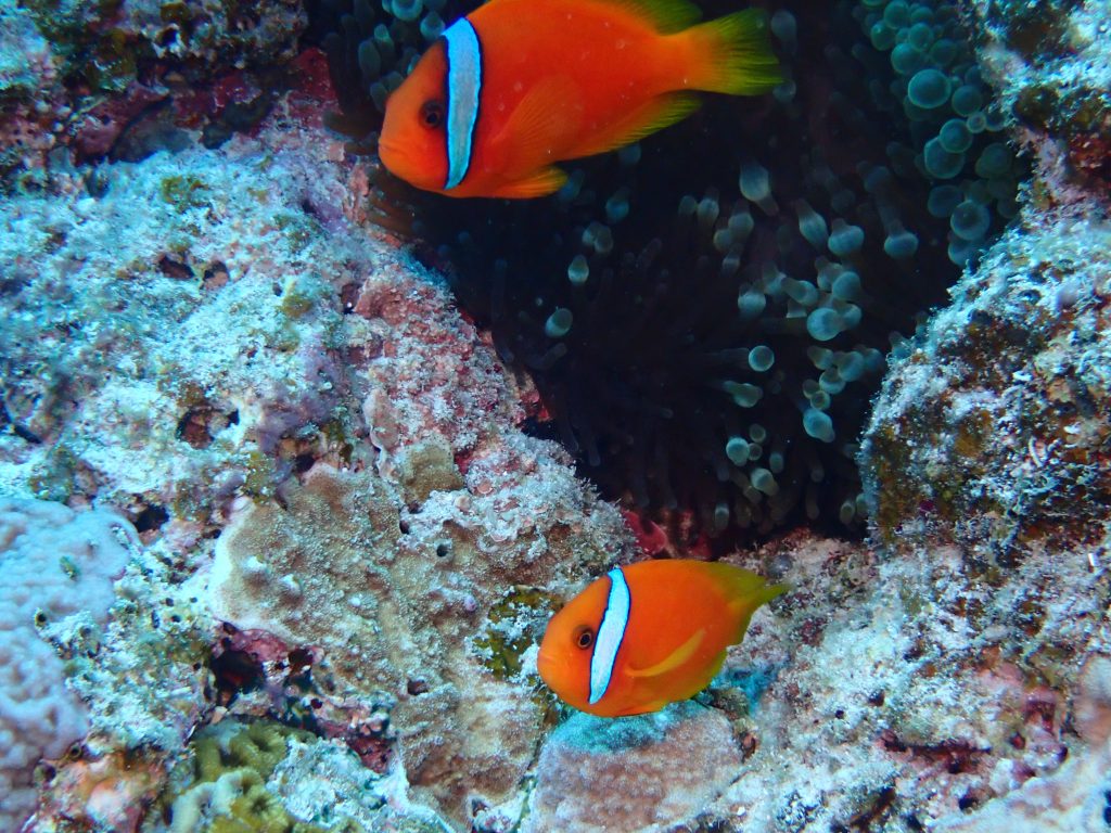 p8310462