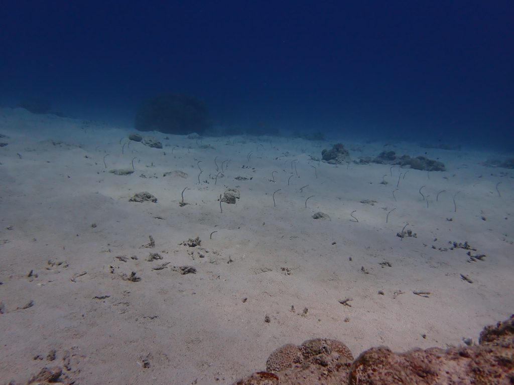 p9010063