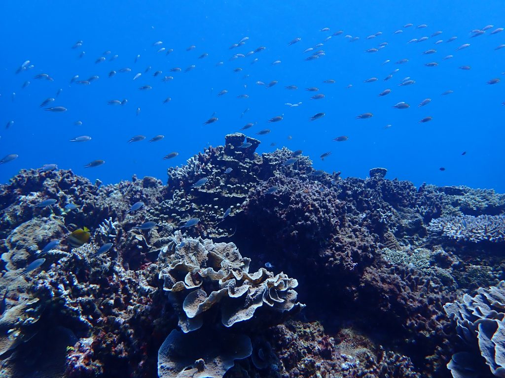 p9120050