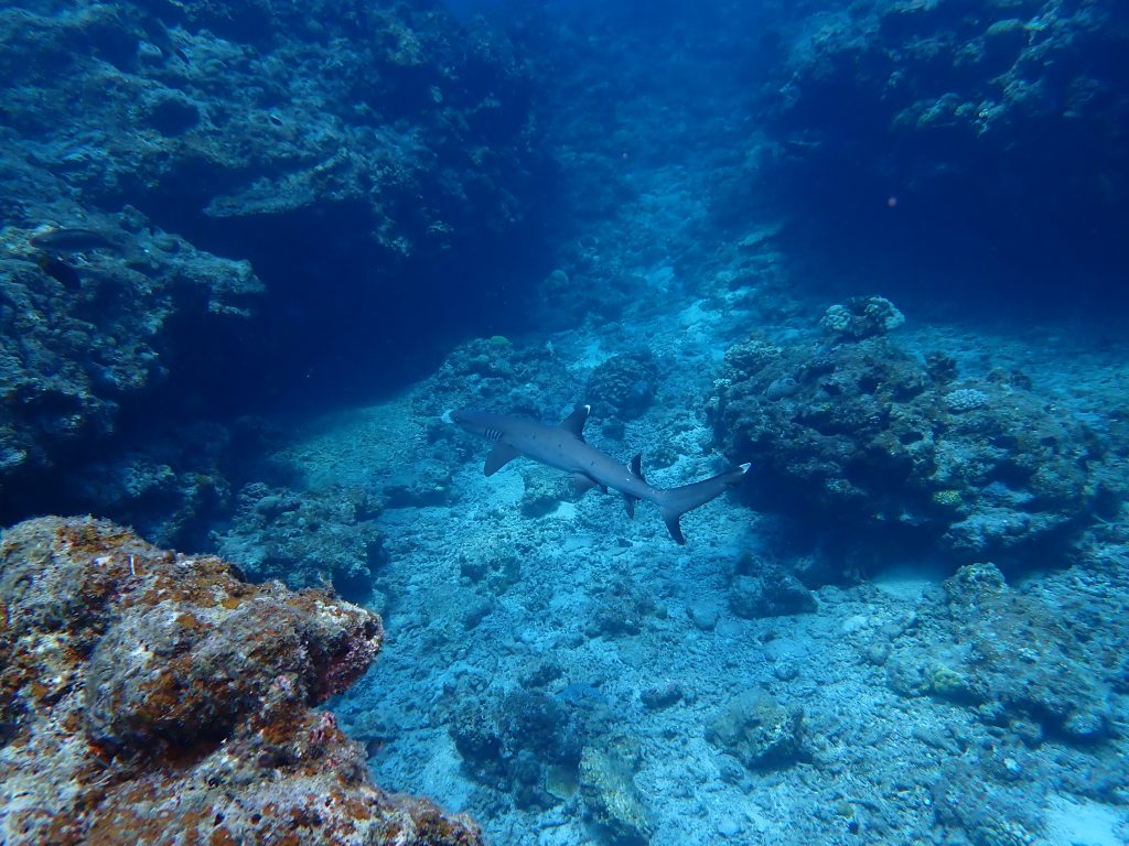 p9190068