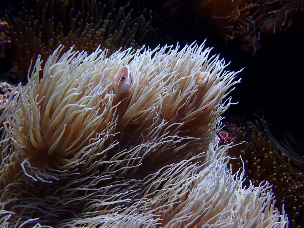 p9200082