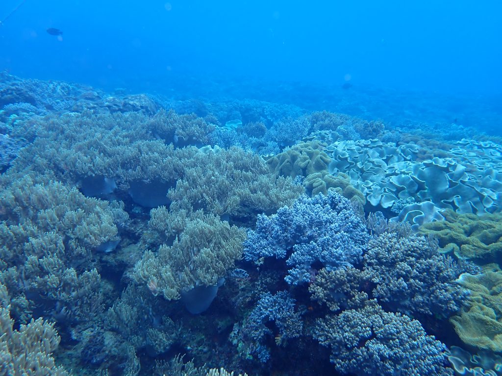 本島沿い見ごたえ抜群