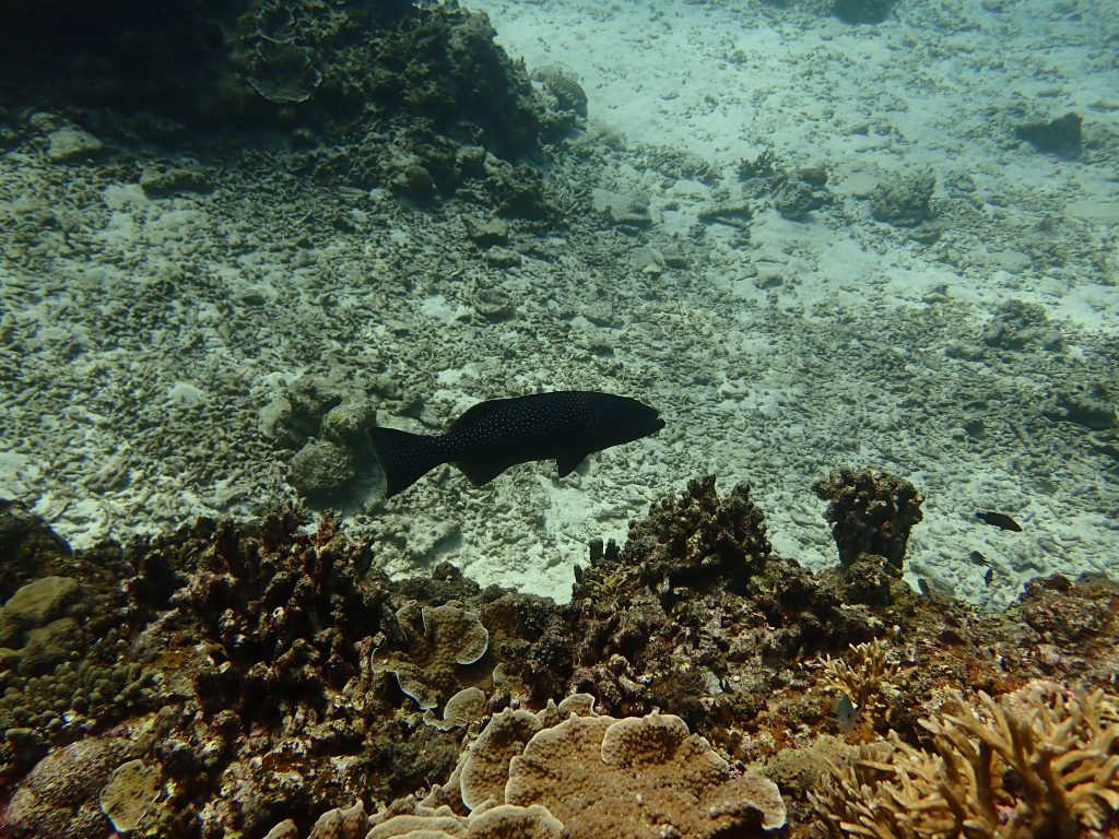 高級魚と遭遇?👀👀🐡